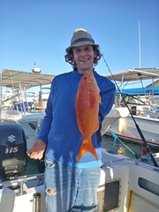 Cephalopholis colonus