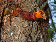 Lepidotrigona flavibasis