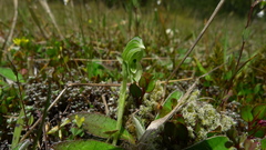 Pterostylis tanypoda