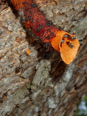 Lepidotrigona flavibasis