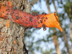 Lepidotrigona flavibasis