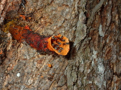 Lepidotrigona flavibasis