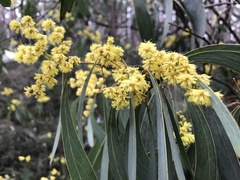 Acacia obliquinervia
