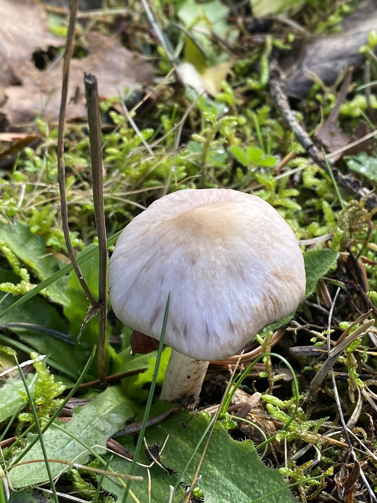 Inocybe ionocephala · December 2025 · photo: © rockcollector (iNaturalist, cc-by)