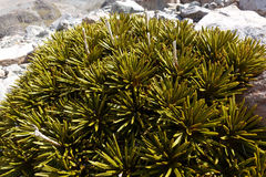 Aciphylla dobsonii