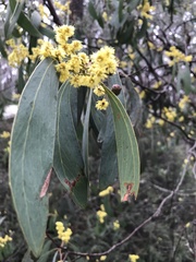 Acacia obliquinervia