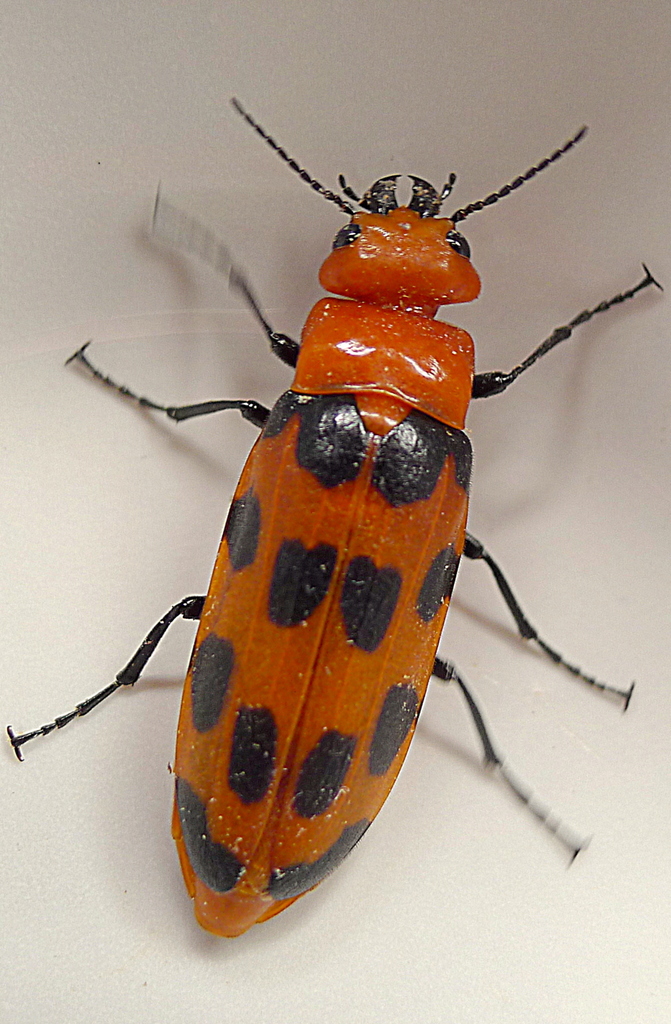 Cissites maculata