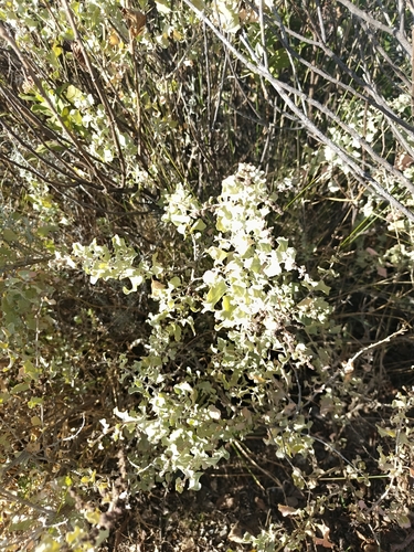 Atriplex rusbyi