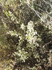 Atriplex rusbyi, photograph author not stated, no rights reserved