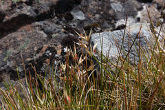 Rytidosperma setifolium