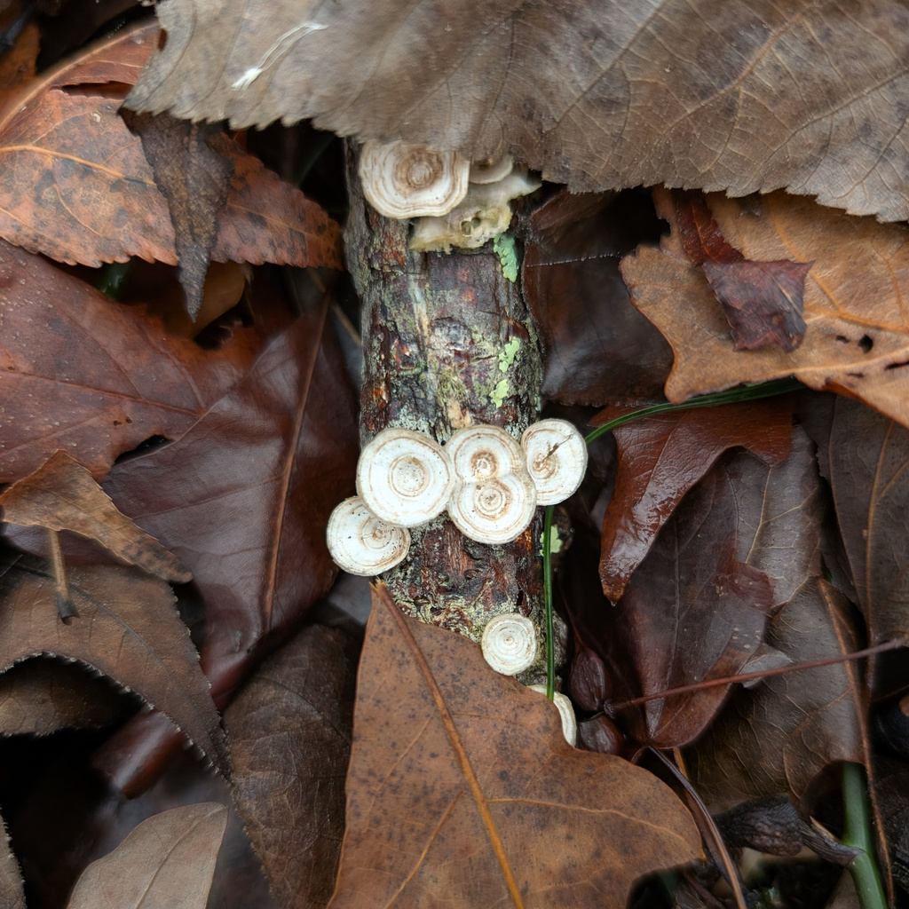Trametes conchifer · December 2025 · photo: © kevin-anderson (iNaturalist, cc-by)