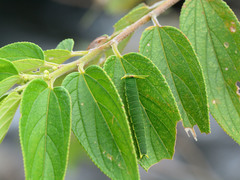 Polyura narcaea meghaduta