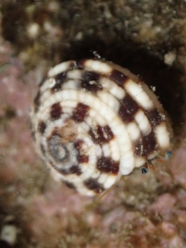 Heliacus areola