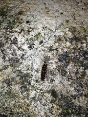 Lamprohiza boieldieui