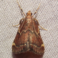 Hypsopygia intermedialis