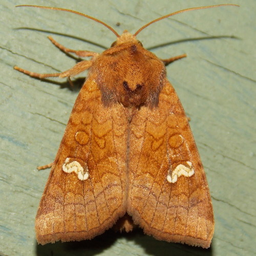 Eastern American Ear Moths photo 2