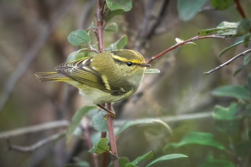 Pallas's Leaf Warbler