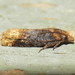 Buff-tipped Eucosma Moth - Photo (c) Fyn Kynd, some rights reserved (CC BY-SA), uploaded by Fyn Kynd