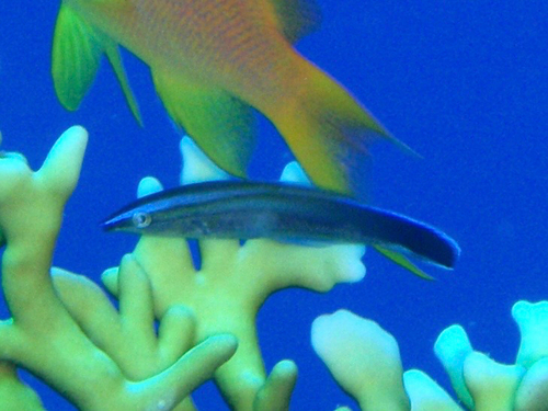 Bluestreak Cleaner Wrasse — seen at this dive site