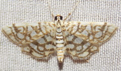 Lygropia rivulalis
