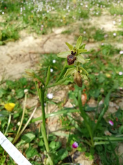 Ophrys sphegodes