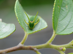 Polyura narcaea meghaduta