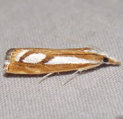 Catoptria latiradiellus