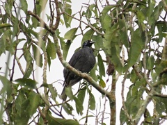 Gymnoderus foetidus