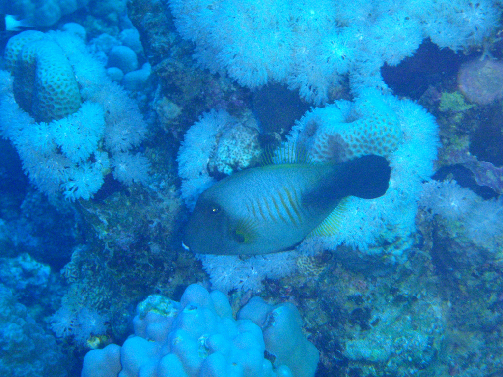 Broom filefish