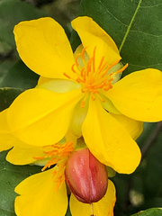 Ochna thomasiana
