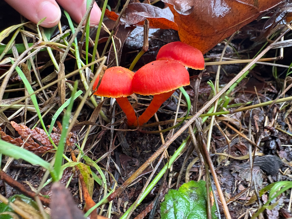 Hygrocybe constans · December 2025 · photo: © eschov39 (iNaturalist, cc0)