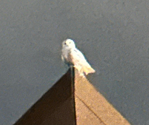 Snowy Owl