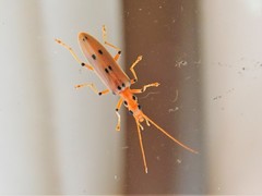 Parisopalpus nigronotatus