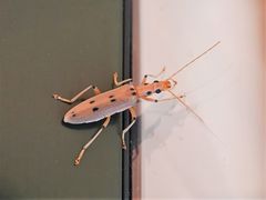 Parisopalpus nigronotatus