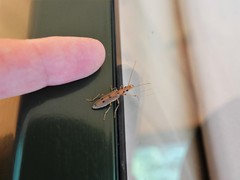 Parisopalpus nigronotatus