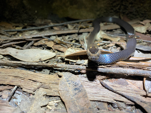 Golden-crowned Snake sighting