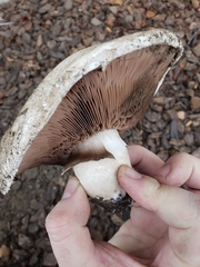 Agaricus incultorum