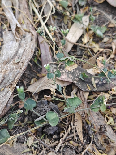Fendler's Drymary (Drymaria glandulosa)