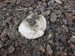 Agaricus incultorum