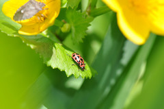 Coleomegilla maculata lengi