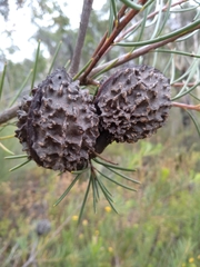 Hakea propinqua