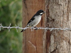 Lesson's Seedeater photo 2
