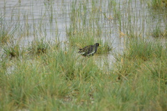 Paragallinula angulata