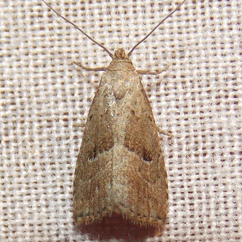 Large Hypenodes Moth photo 5