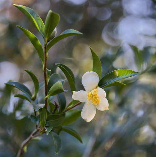 Camellia sasanqua
