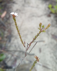 Leucopogon microphyllus
