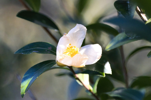 Camellia sasanqua