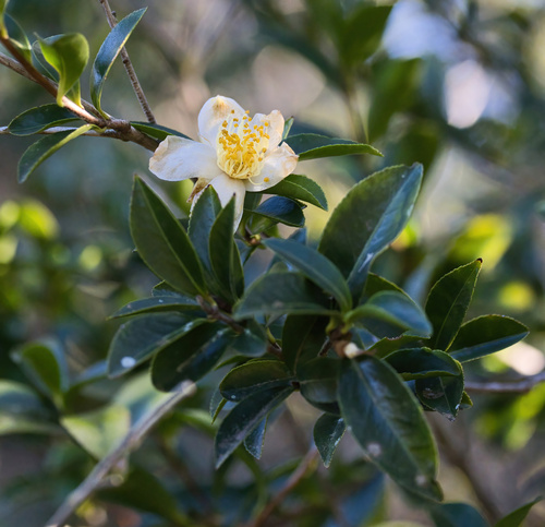 Camellia sasanqua