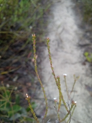 Leucopogon microphyllus