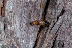 Opisthopsis rufithorax